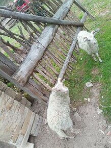 Quessantská ovce a beránci, letošní