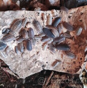 Porcellio scaber calio - 1