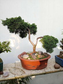 Jalovec čínský (Juniperus chinensis) bonsai