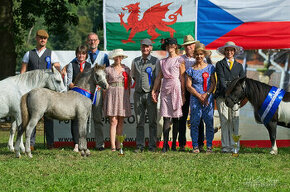 Welsh mountain pony, sekce A