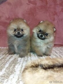 Pomerian Boo