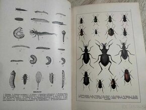 C.G.CALWERS--okolo roku 1895--KÄFERBUCH EINFÜHRUNG IN DIE KE