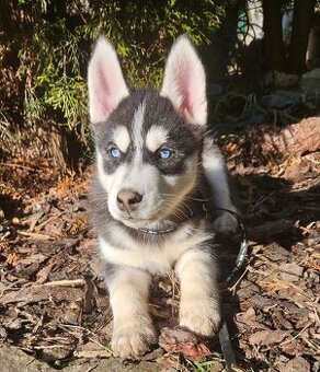 🤍🖤💙Sibiřský husky - štěňátka bez PP 🤍🖤💙 aktualizováno