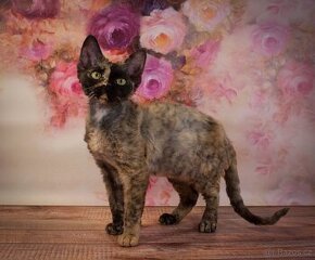 Devon Rex