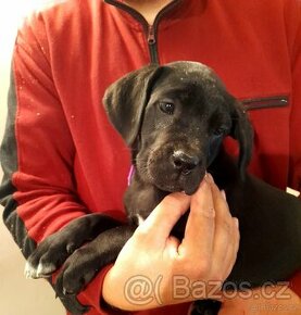 Cane Corso - štěňata - 1