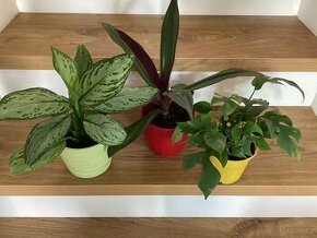 Aglaonema, Vodenka, Monsterara mini