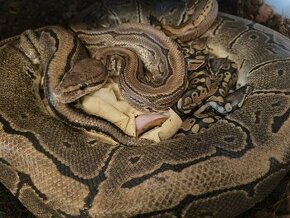 Krajta královská (Python regius) - adult