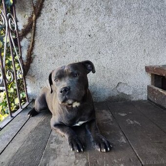 Stafordšírský bulteriér bullterrier modry psik