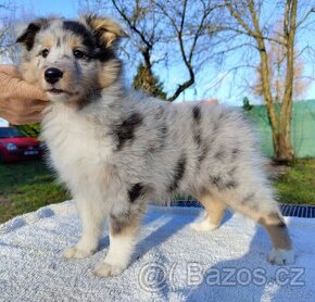 Sheltie - tricolor + blue merle