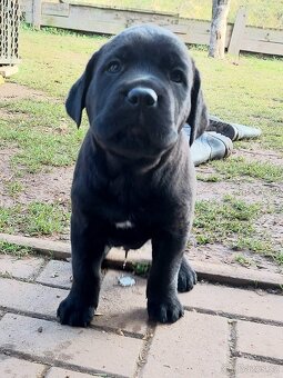 Krásné štěňátka kříženci Cane Corso a Rotvailer