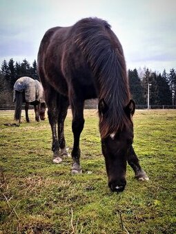 AQH smoky black klisna