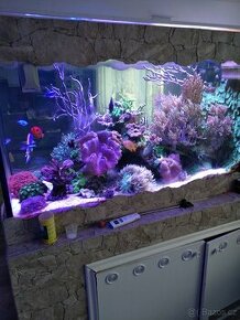 Mořské akvarium - 1