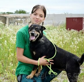 JELLA K ADOPCI - přátelská, vděčná, miluje lidi, k dětem - 1