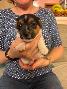 Jack Russell terier