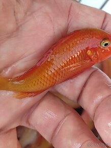 TROPHEUS RED BISHOP