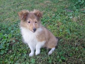 Sheltie - 1