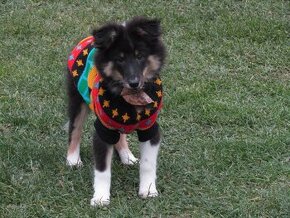 Sheltie/šeltie s PP - tricolor fenka