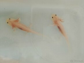 Axolotl Mexický - Bílí