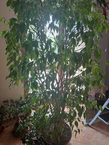 Ficus benjamina hráškově zelený 170cm / 90cm - fíkus - 1