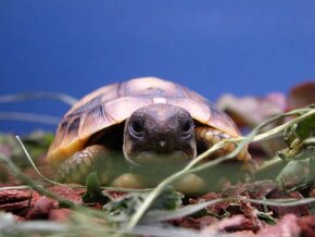 Suchozemské želvy a terária - osobní rozvoz po celé ČR