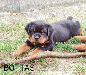 Štěňátka rottweilera s PP