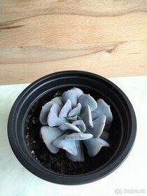 Echeveria cubic frost - 1