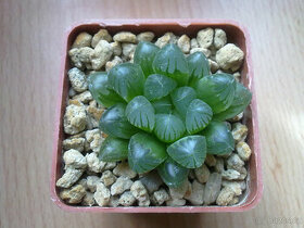 Haworthia Cooperi var. obtusa ( sukulent )