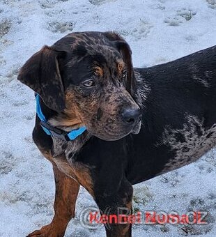 Louisiana Leopard,  Catahoula - 1