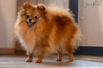 Pomeranian s PP