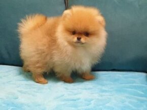 Pomeranian