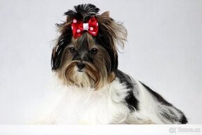 biewer yorkshire terrier s PP