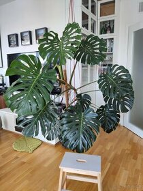 Monstera deliciosa 170 cm 15 listů