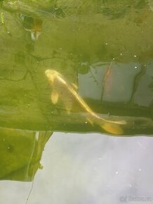 Koi kapr 6-10cm