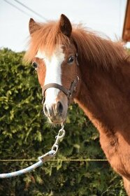 Prodám ročního hřebečka welsh pony C