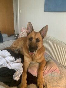 Adopce Belg.Ovcak Malinois zdarma