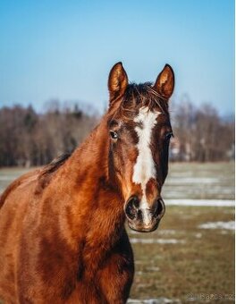 Hříbě appaloosa