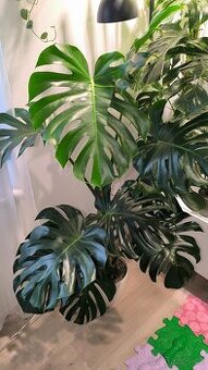 Monstera deliciosa large form - 1