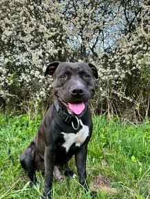 Krytí Pitbull, American Pit Bull Terrier