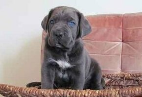 cane corso