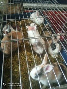 Prodej zakrslých králíků