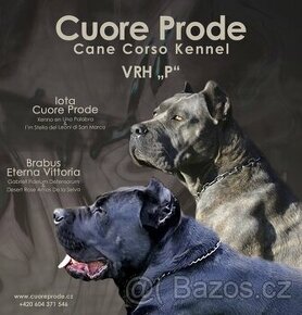 Cane Corso s PP - 1