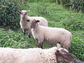 Beránci a ovečka