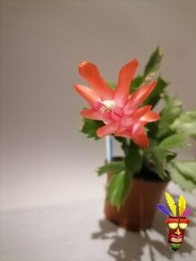 Schlumbergera - Vánoční kaktus