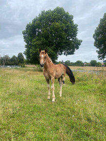 Welsh pony of cob type, sekce C