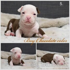 American bully pocket