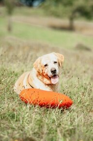 MERLIN - Labrador 32 kg - kastrovaný pes cca 7 let - 1