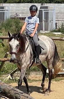 Lusitano klisna PSL - 1