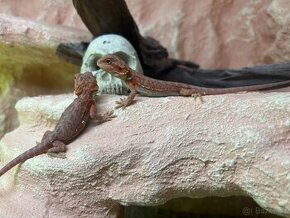 AGAMA VOUSATÁ Pogona Vitticeps