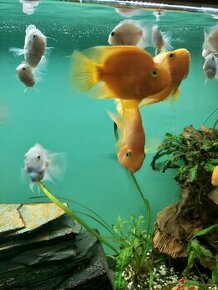 parrot cichlid - 1