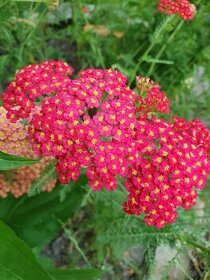 Řebříček "paprika", rostlina - 1